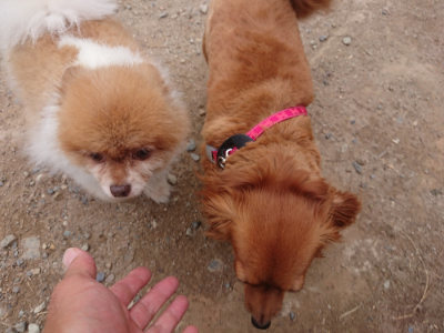 f:id:roukenhome-ann:20190814152709j:plain