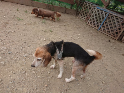 f:id:roukenhome-ann:20190814172744j:plain