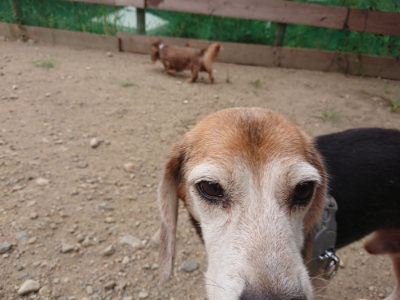 f:id:roukenhome-ann:20190814172816j:plain