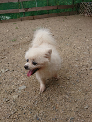 f:id:roukenhome-ann:20190814172957j:plain