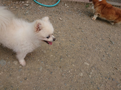 f:id:roukenhome-ann:20190814173015j:plain