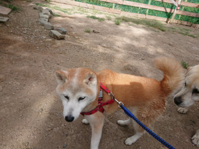 f:id:roukenhome-ann:20190814173025j:plain