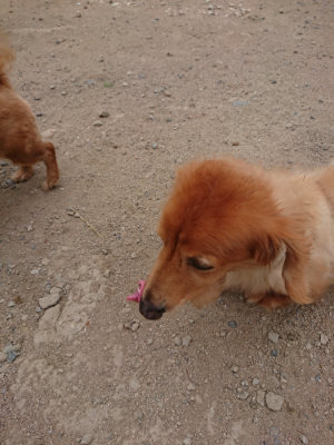 f:id:roukenhome-ann:20190814174531j:plain