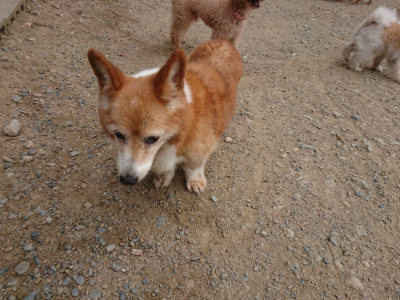 f:id:roukenhome-ann:20190814174557j:plain