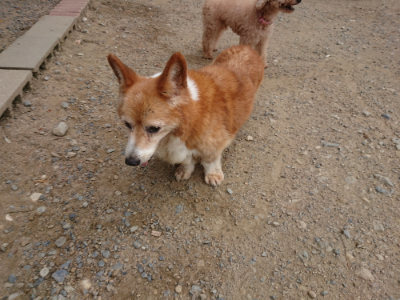 f:id:roukenhome-ann:20190814174607j:plain