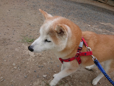 f:id:roukenhome-ann:20190814174632j:plain