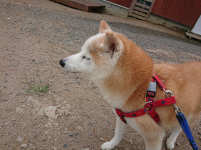 f:id:roukenhome-ann:20190814174655j:plain