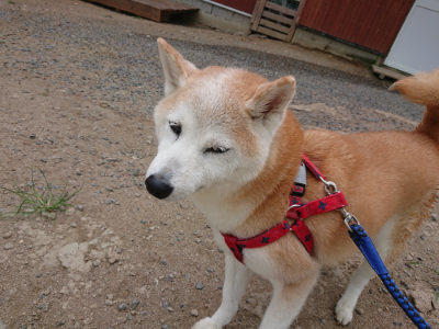 f:id:roukenhome-ann:20190814174704j:plain