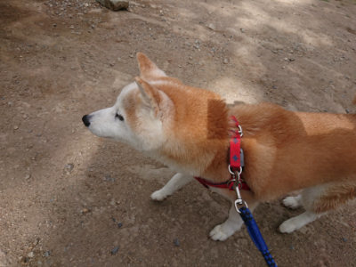 f:id:roukenhome-ann:20190814174710j:plain