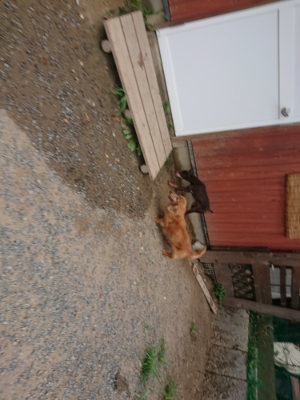 f:id:roukenhome-ann:20190814174806j:plain