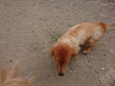 f:id:roukenhome-ann:20190814174842j:plain