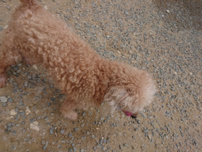 f:id:roukenhome-ann:20190814175155j:plain
