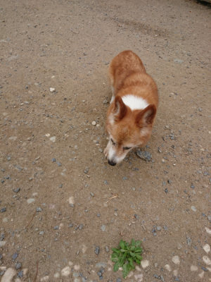 f:id:roukenhome-ann:20190814175215j:plain
