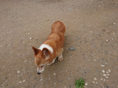 f:id:roukenhome-ann:20190814175226j:plain