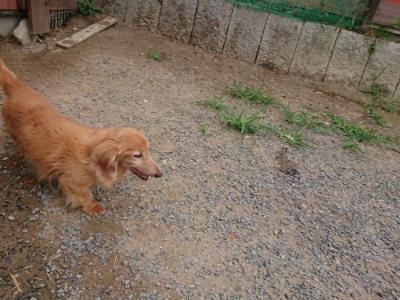 f:id:roukenhome-ann:20190814175238j:plain