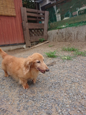 f:id:roukenhome-ann:20190814175253j:plain