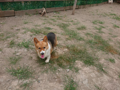 f:id:roukenhome-ann:20190814175457j:plain