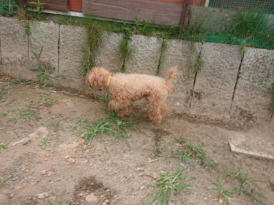 f:id:roukenhome-ann:20190814175816j:plain