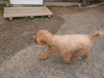 f:id:roukenhome-ann:20190814175854j:plain