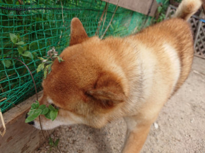 f:id:roukenhome-ann:20190814175932j:plain