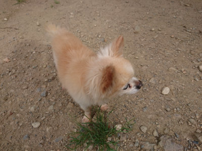f:id:roukenhome-ann:20190814175939j:plain