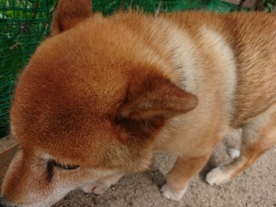 f:id:roukenhome-ann:20190814175955j:plain