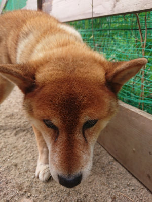 f:id:roukenhome-ann:20190814180753j:plain