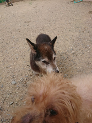 f:id:roukenhome-ann:20190814181849j:plain