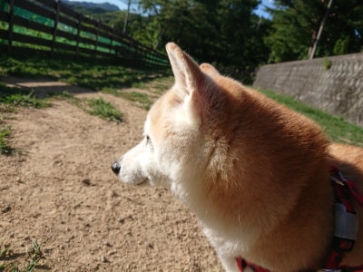 f:id:roukenhome-ann:20190814183330j:plain