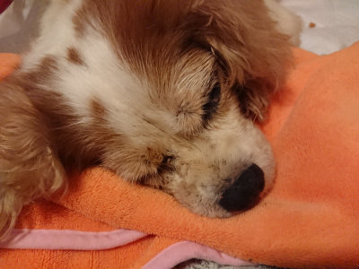 f:id:roukenhome-ann:20190815081808j:plain f:id:roukenhome-ann:20190815081808j:plain