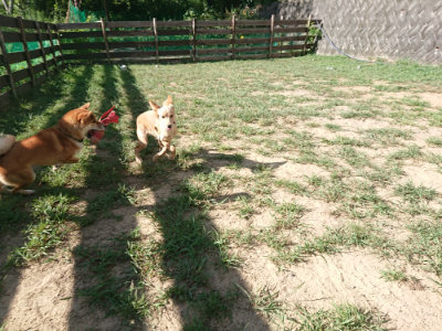 f:id:roukenhome-ann:20190815081830j:plain f:id:roukenhome-ann:20190815081830j:plain