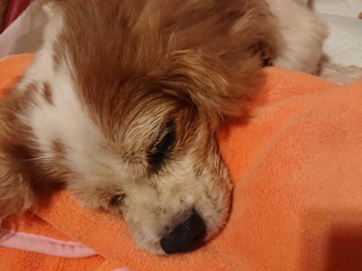 f:id:roukenhome-ann:20190815081845j:plain f:id:roukenhome-ann:20190815081845j:plain