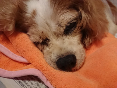 f:id:roukenhome-ann:20190815081902j:plain f:id:roukenhome-ann:20190815081902j:plain