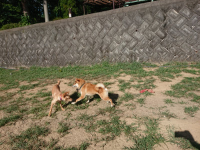 f:id:roukenhome-ann:20190815081943j:plain f:id:roukenhome-ann:20190815081943j:plain