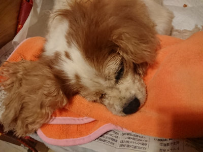f:id:roukenhome-ann:20190815081949j:plain f:id:roukenhome-ann:20190815081949j:plain