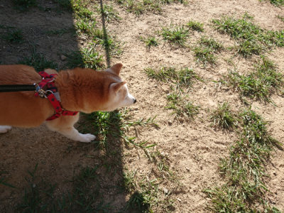 f:id:roukenhome-ann:20190815082107j:plain f:id:roukenhome-ann:20190815082107j:plain