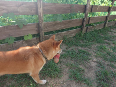 f:id:roukenhome-ann:20190815082130j:plain f:id:roukenhome-ann:20190815082130j:plain