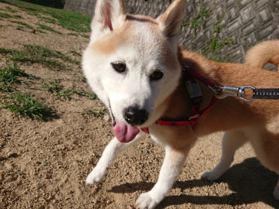 f:id:roukenhome-ann:20190815082135j:plain f:id:roukenhome-ann:20190815082135j:plain