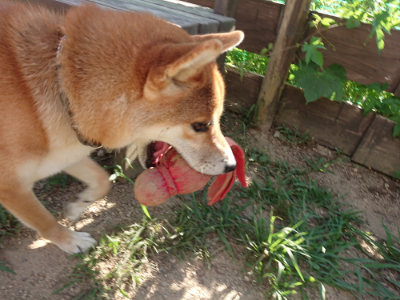 f:id:roukenhome-ann:20190815082141j:plain f:id:roukenhome-ann:20190815082141j:plain