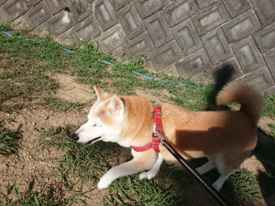 f:id:roukenhome-ann:20190815082155j:plain f:id:roukenhome-ann:20190815082155j:plain