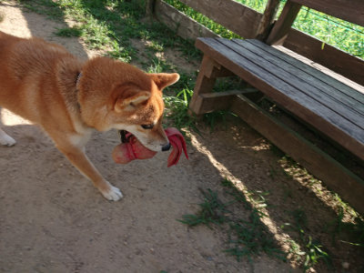 f:id:roukenhome-ann:20190815082235j:plain f:id:roukenhome-ann:20190815082235j:plain