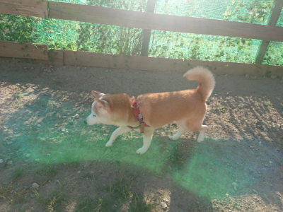 f:id:roukenhome-ann:20190815082248j:plain f:id:roukenhome-ann:20190815082248j:plain