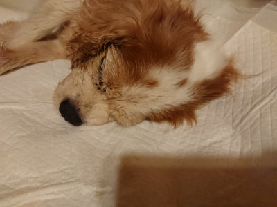 f:id:roukenhome-ann:20190815144751j:plain