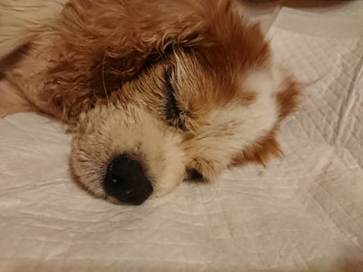 f:id:roukenhome-ann:20190815144916j:plain