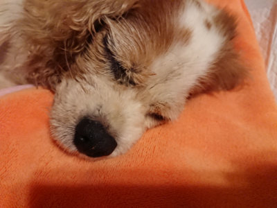 f:id:roukenhome-ann:20190815145615j:plain f:id:roukenhome-ann:20190815145615j:plain
