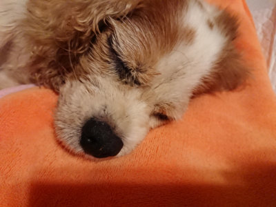 f:id:roukenhome-ann:20190815145650j:plain f:id:roukenhome-ann:20190815145650j:plain