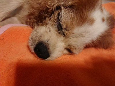 f:id:roukenhome-ann:20190815145734j:plain f:id:roukenhome-ann:20190815145734j:plain
