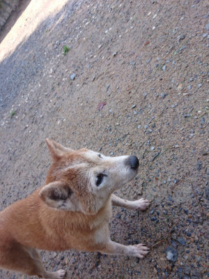 f:id:roukenhome-ann:20190816144845j:plain