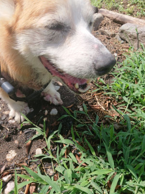 f:id:roukenhome-ann:20190816144924j:plain