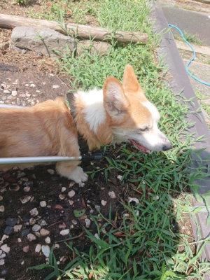 f:id:roukenhome-ann:20190816145136j:plain